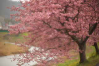 Travel photo for crerry blossom in Izu Kawazu in Japan